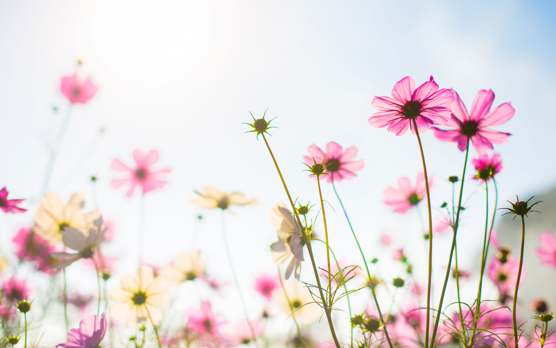 Spring